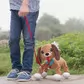 Игрушка Peppy Pets Веселая Прогулка - Бассет - 245277_7.jpg - № 7