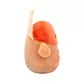 М'яка іграшка Squishmallows &ndash; Індик Гобріанна (19 cm) - SQHV00029_5.jpg - № 5