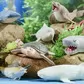 Дисплей стретч-игрушек серии Legend of animals Макси - Хранители океана(10шт) - 106-CN24-CDU_6.jpg - № 6