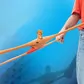 Стретч-игрушка Stretch Armstrong - Боец Стронг - 00104_5.jpg - № 5